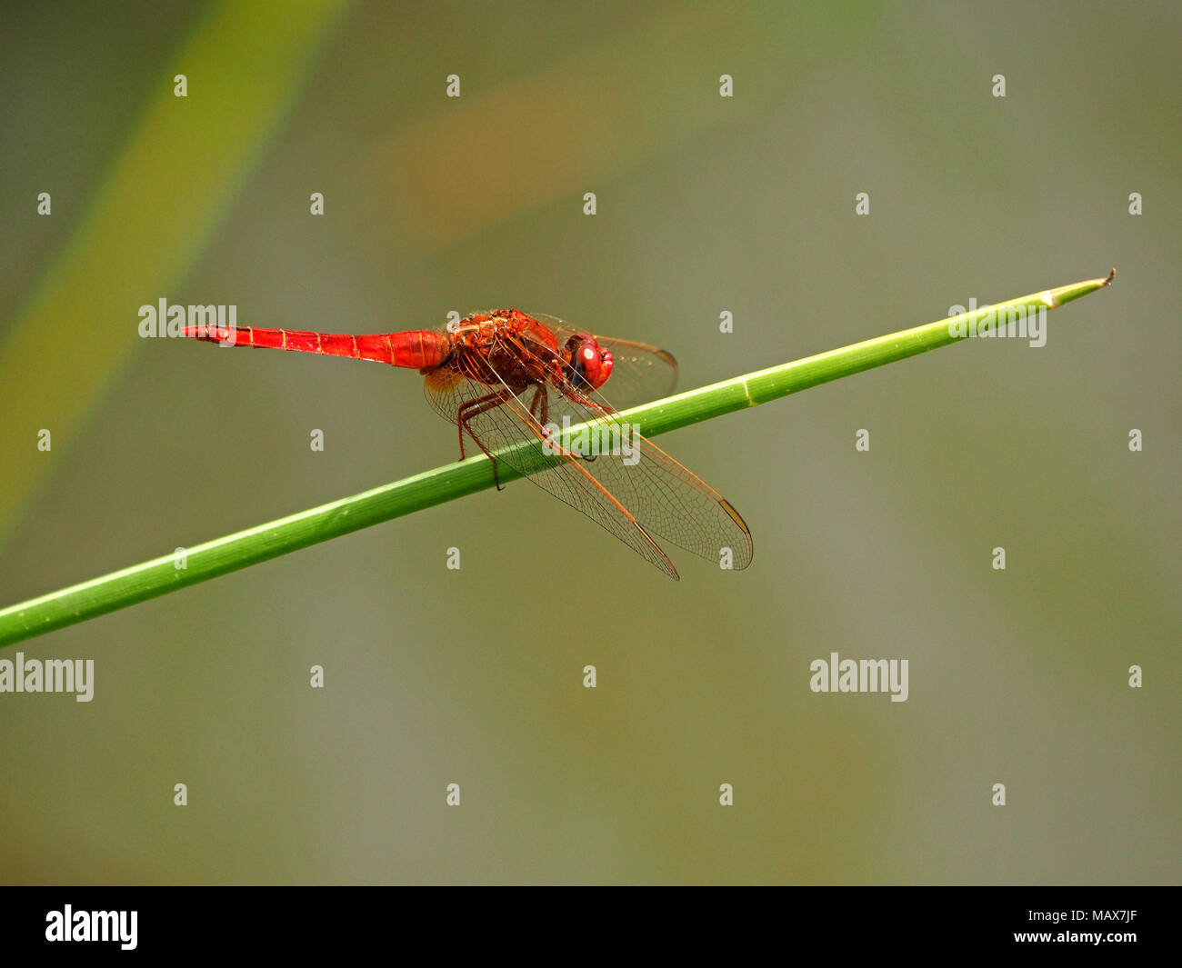 Delicato ali scintillanti di un ampio Scarlet dragonfly (Crocothemis erythraea) contro un chiaro sfondo diffuso nel Masai Mara, Kenya, Africa Foto Stock