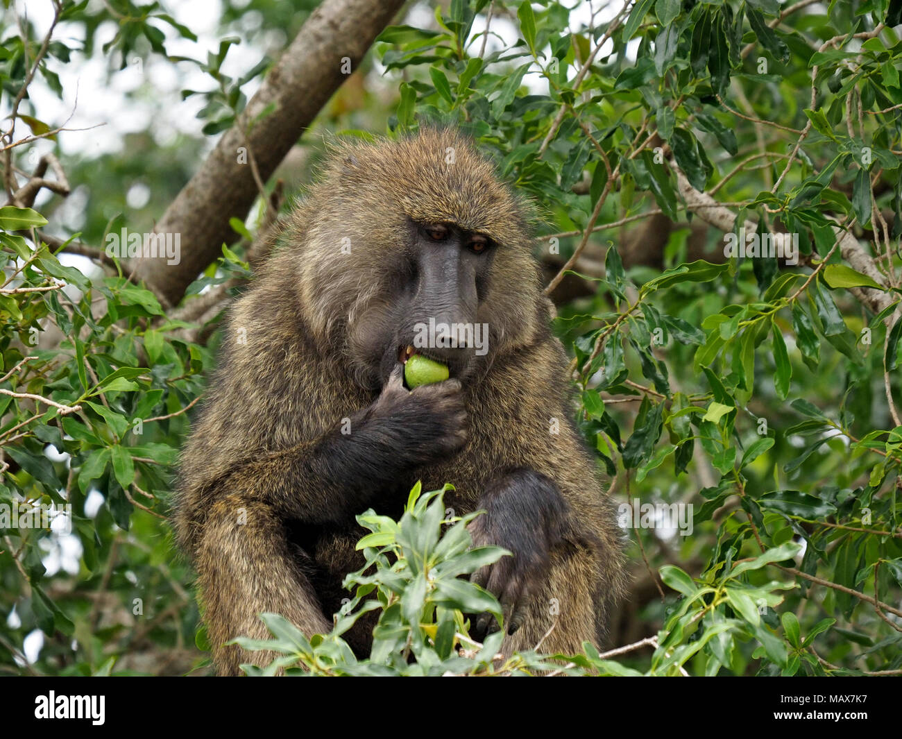 Pensieroso babbuino Oliva (papio anubis), Aka Anubis alimentazione di babbuino su wild fig nei rami di un albero in Masai Mara Conservancies, Kenya, Africa Foto Stock