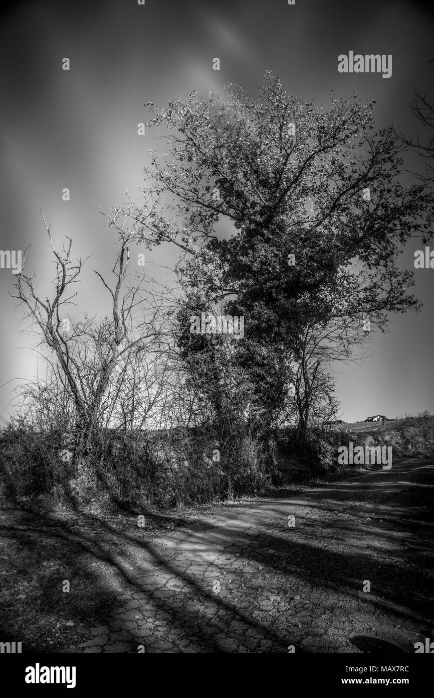 Gli alberi in primo piano, Paesaggio naturale Foto Stock