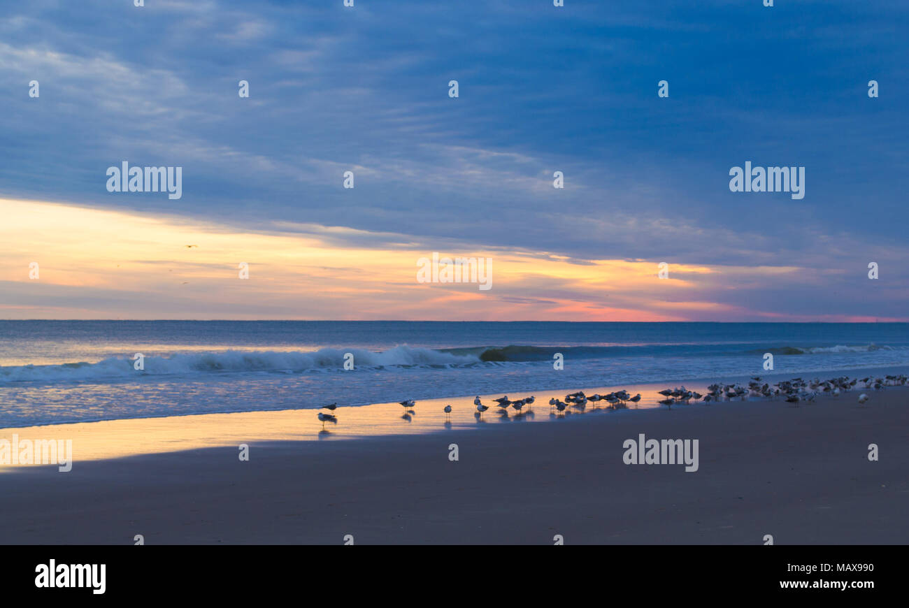 Blue Sky tramonto sulla spiaggia - onde calme e raccogliere i gabbiani sulla riva del mare Foto Stock