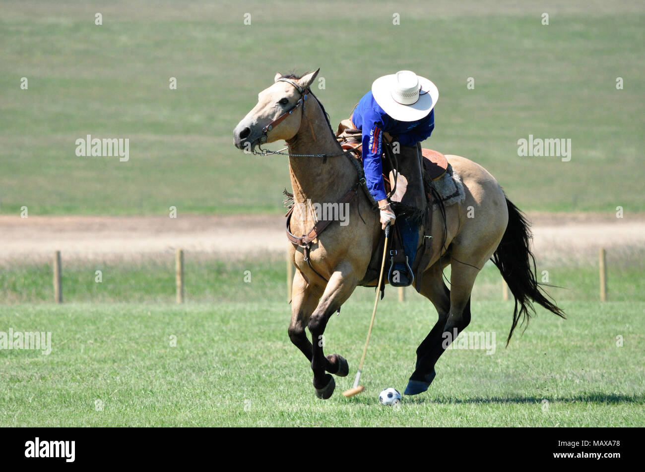 Un cowboy a cavallo durante il cowboy contro giocatori di polo polo corrispondono allo storico Bar U Ranch vicino a Longview, Alberta. Foto Stock