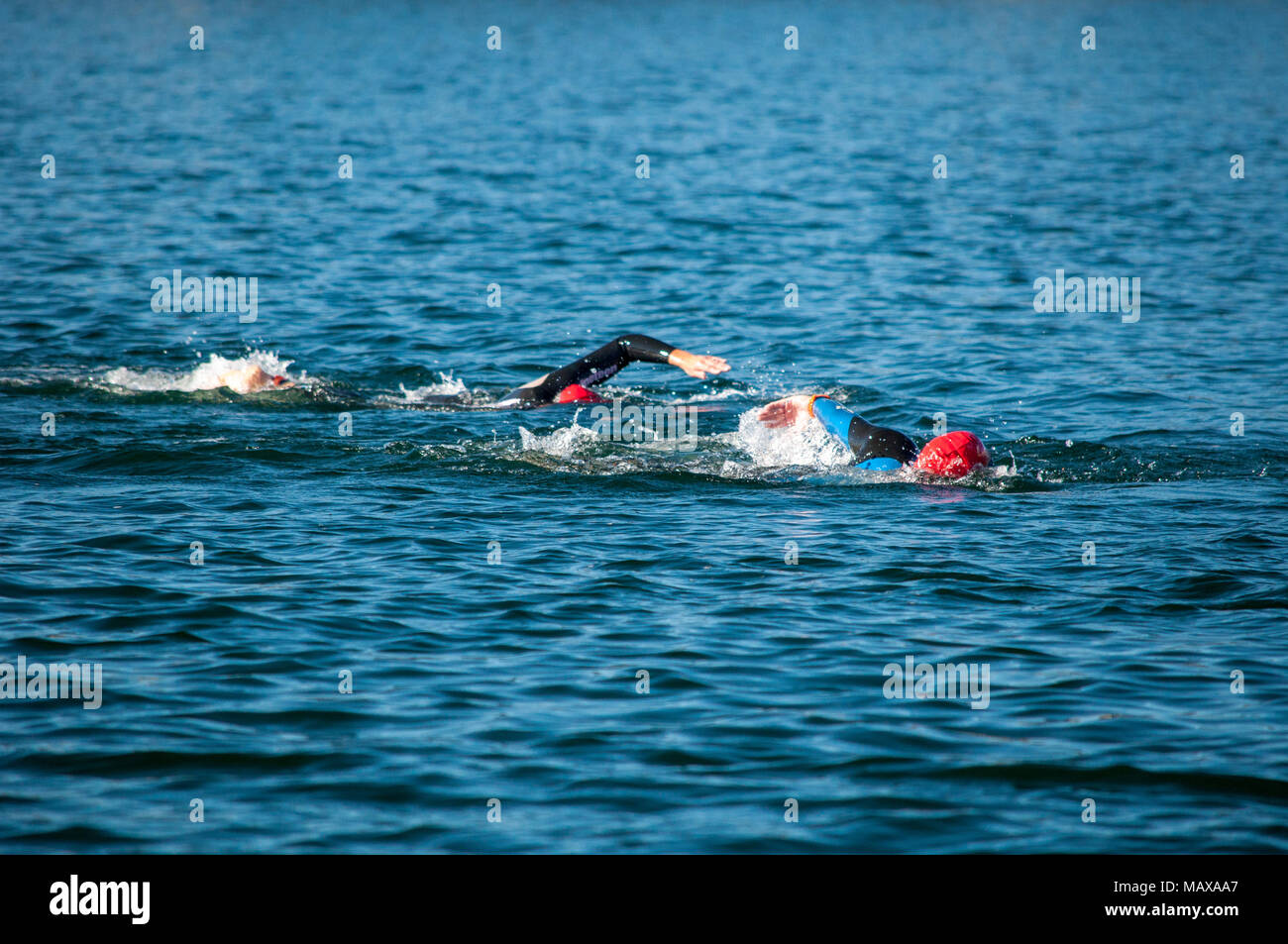 Competiors durante l'open water swim porzione di un lago Chapparel Triathlon Sprint a Calgary, Alberta. Foto Stock