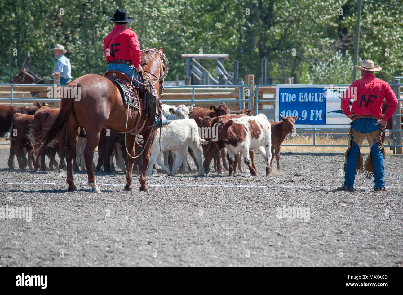 Squadre di cowboy lavoro per selezionare i loro vitelli designato durante un vitello penning la competizione presso il Bar storico U Ranch Rodeo vicino a Longview, Alberta. Foto Stock