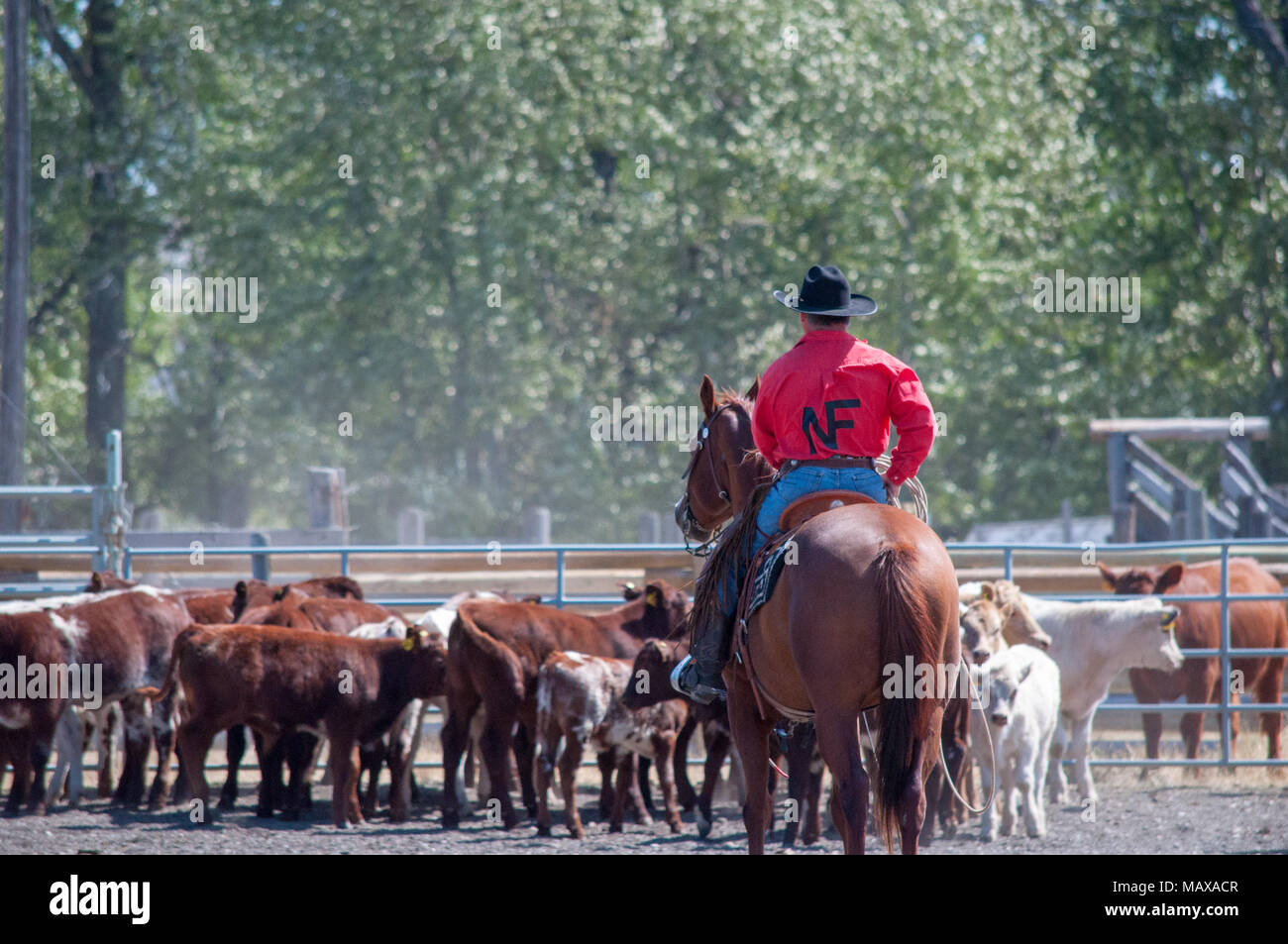 I cowboys lavoro per selezionare i loro vitelli designato durante un vitello penning la competizione presso il Bar storico U Ranch Rodeo vicino a Longview, Alberta. Foto Stock