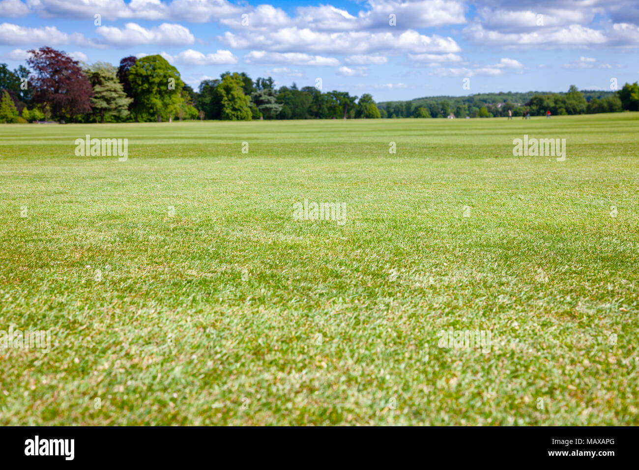 Paesaggio estivo con parco verde prato in Southern England Regno Unito. Focus su prato Foto Stock