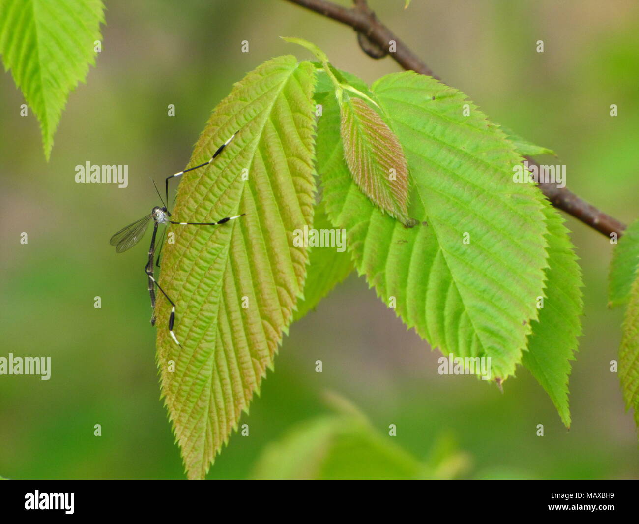 Gli insetti sulla lamina a Meagers concedere, Nova Scotia Foto Stock