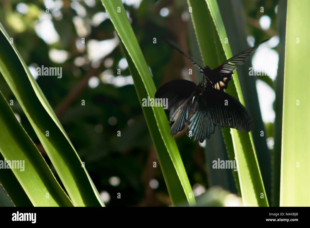 Grande giallo farfalle Mormone Foto Stock