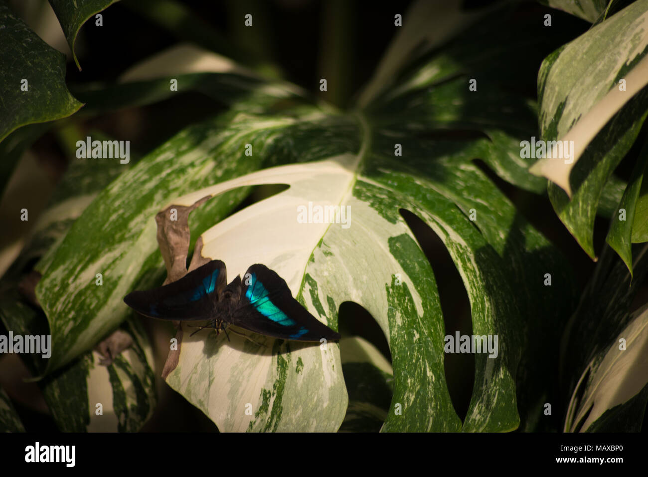 One-Spotted Prepona Butterfly Foto Stock