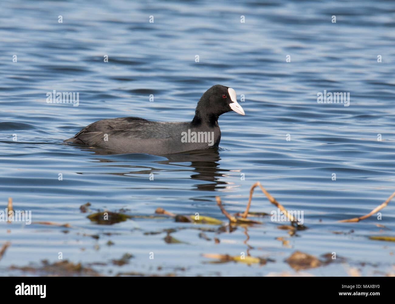 Eurasian Coot fulica atra Foto Stock