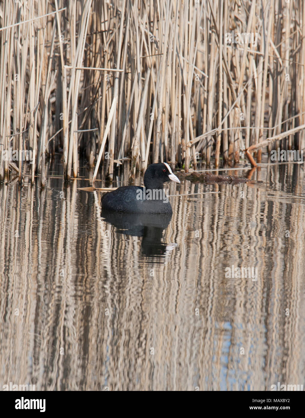 Eurasian Coot fulica atra Foto Stock