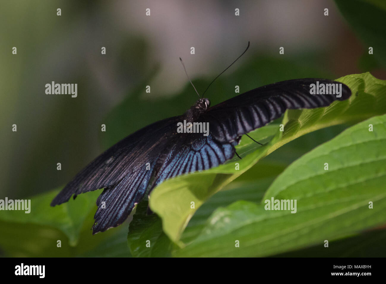 Appoggio gran Giallo farfalla Mormone Foto Stock