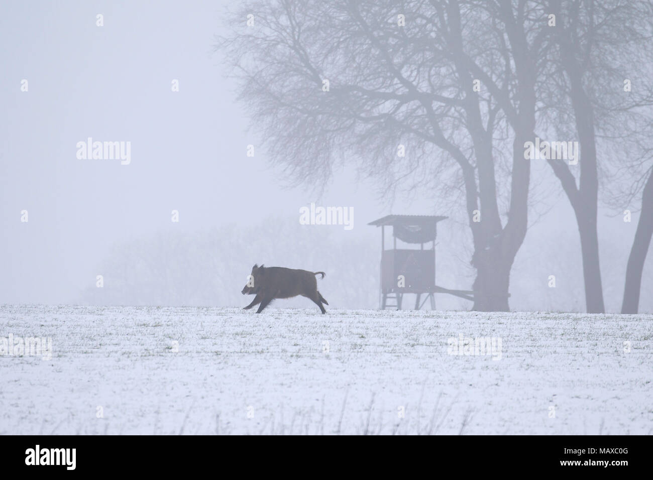 Il cinghiale (Sus scrofa) seminare fuggendo su neve campo coperto in inverno nella parte anteriore della caccia non vedenti / sollevato Nascondi Foto Stock