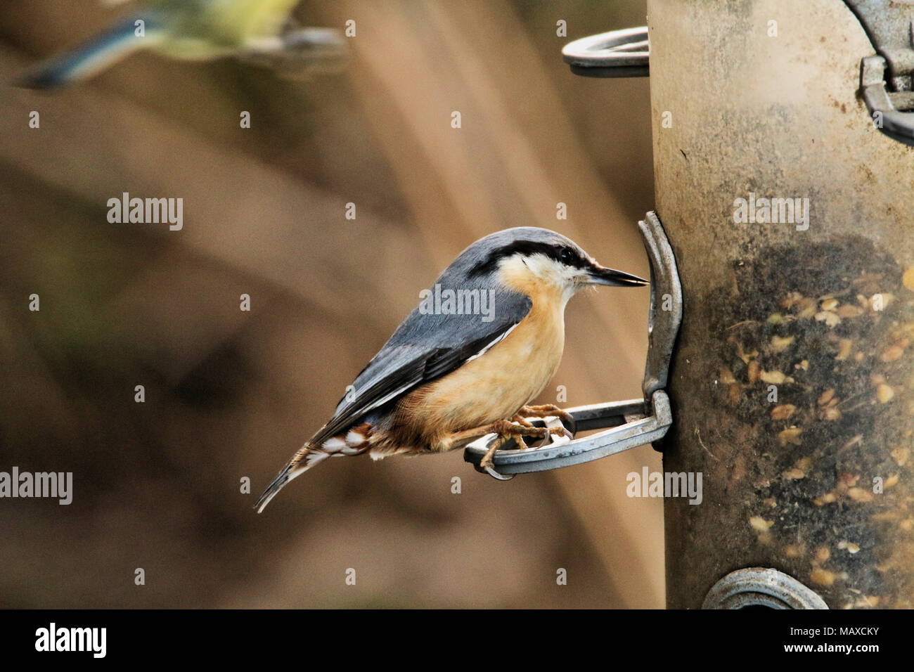 Un picchio muratore su un bird feeder a Wood Lane Riserva Naturale in Shropshire Foto Stock