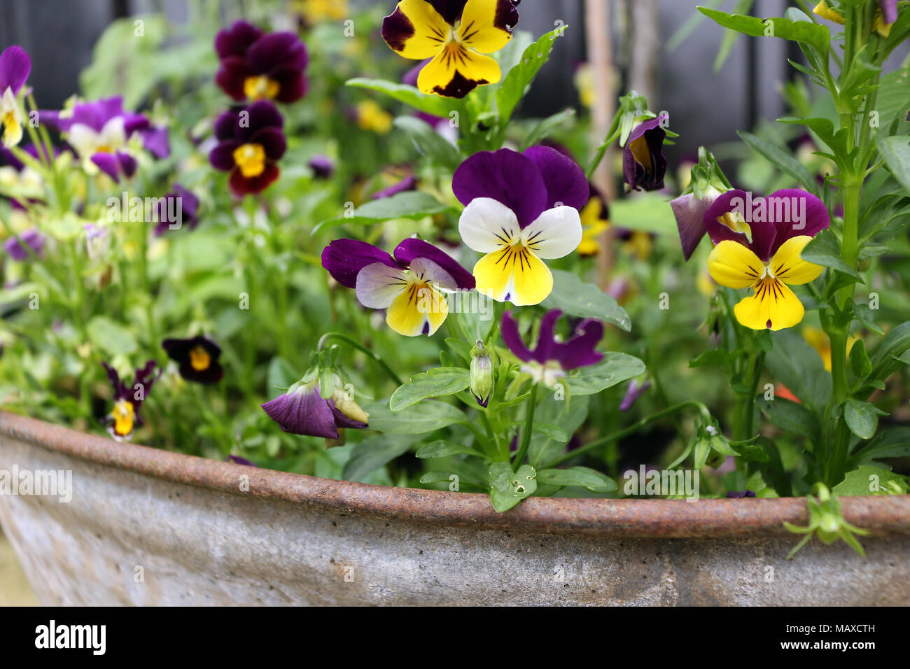 Pansies colorati in una pentola Foto Stock