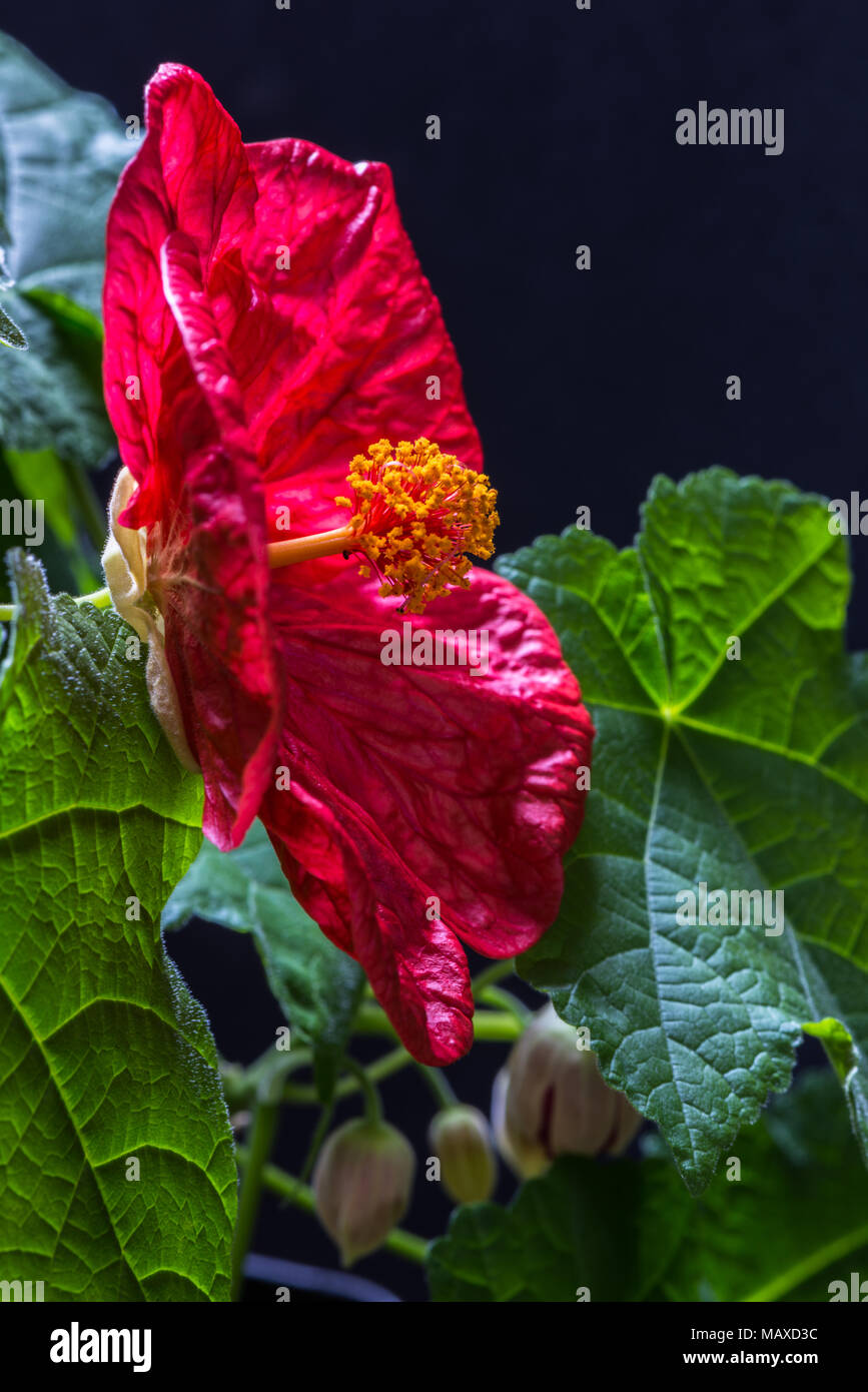 Il luminoso venato rosso fiore della pianta di giardino, Abutilon o malva, in Bloom, cresciuto come una pianta di casa. Foto Stock