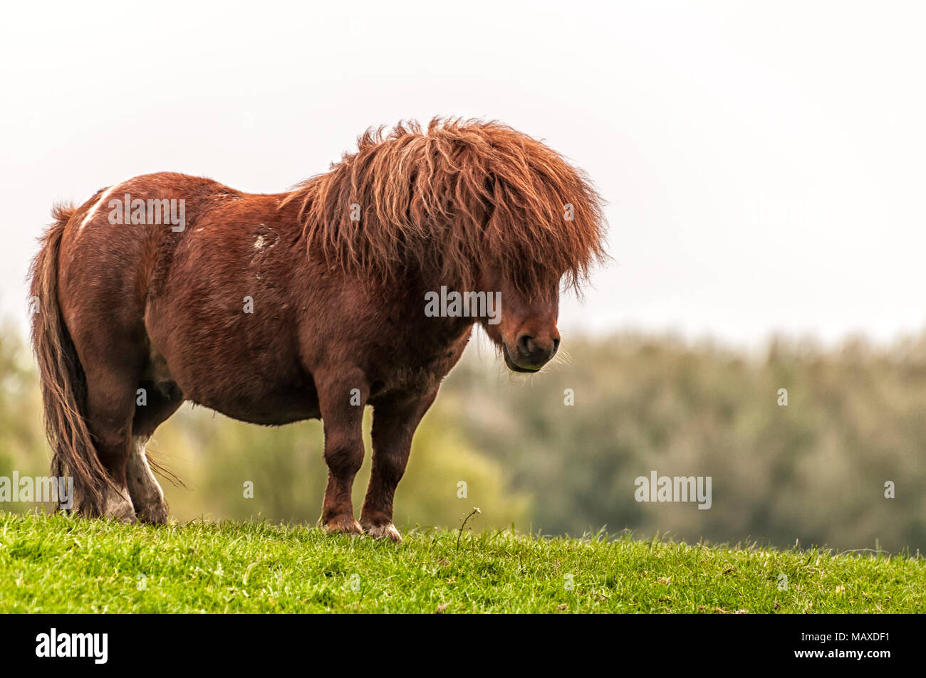 Un bellissimo pony sorge sul bordo di una collina Foto Stock