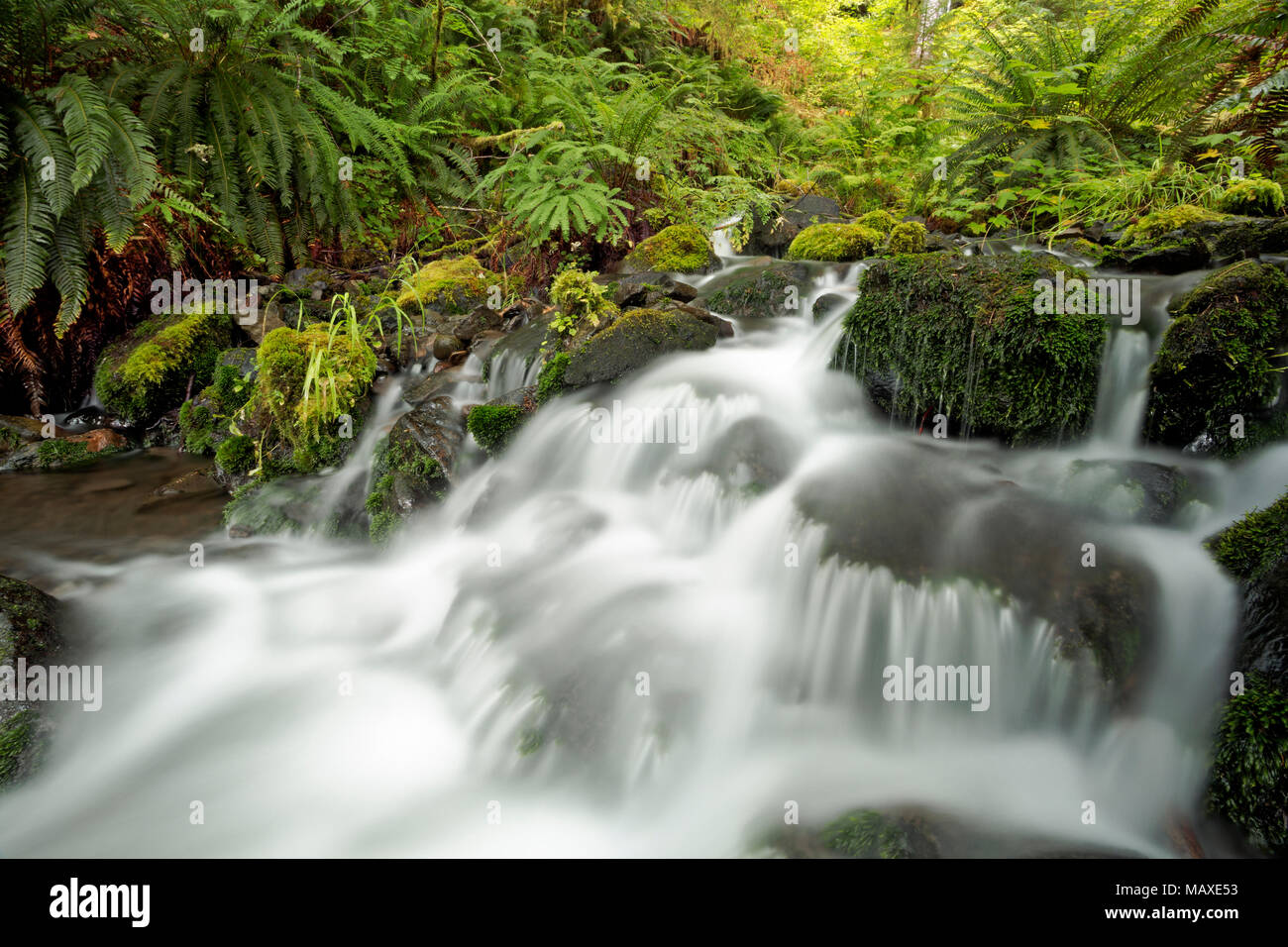 WA15003-00...WASHINGTON - Minerali Creek nel Hoh la foresta pluviale del Parco Nazionale di Olympic. Foto Stock