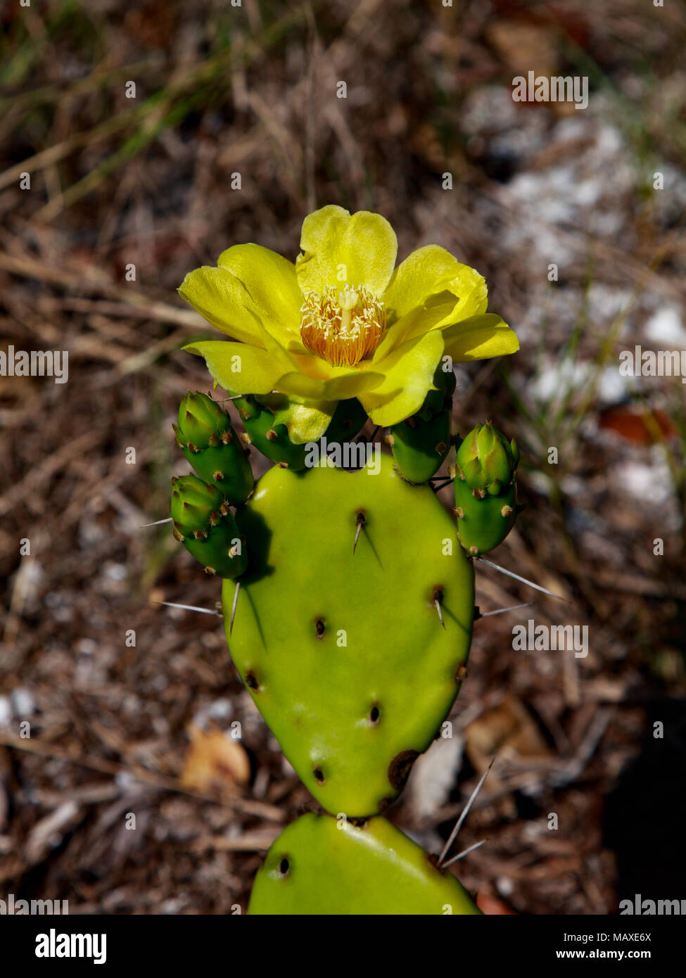 Cactus (Opuntia phaecantha) con tre fiori in ambiente naturale, supporto verticale, Sanibel Island, Florida, Stati Uniti d'America Foto Stock