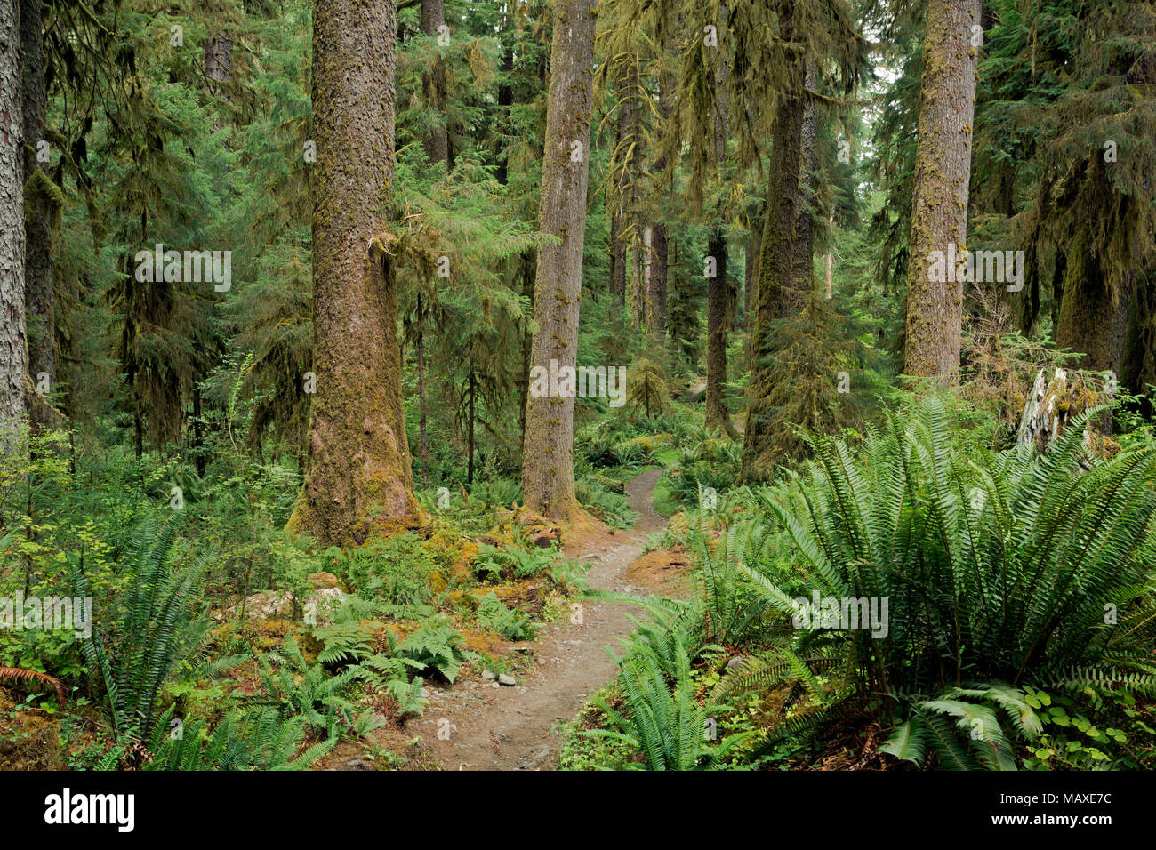 hoh rainforest trail