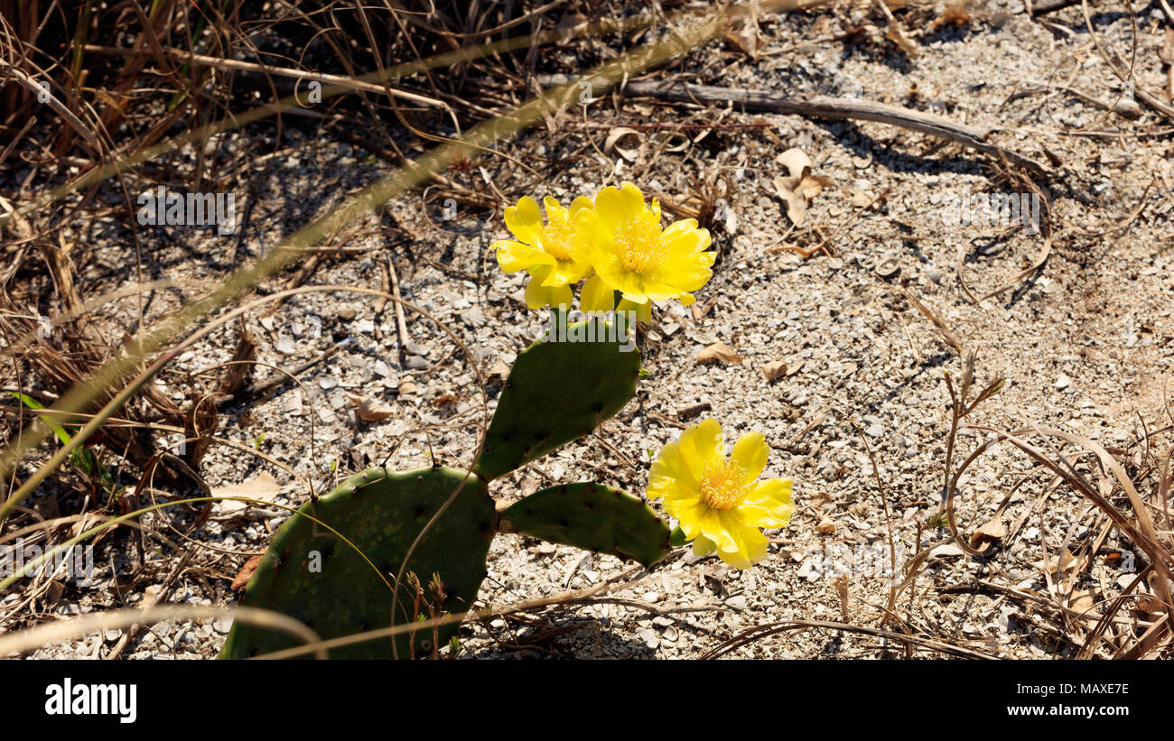 Cactus (Opuntia phaecantha) con tre fiori gialli in ambiente naturale, Sanibel Island, Florida, Stati Uniti d'America Foto Stock