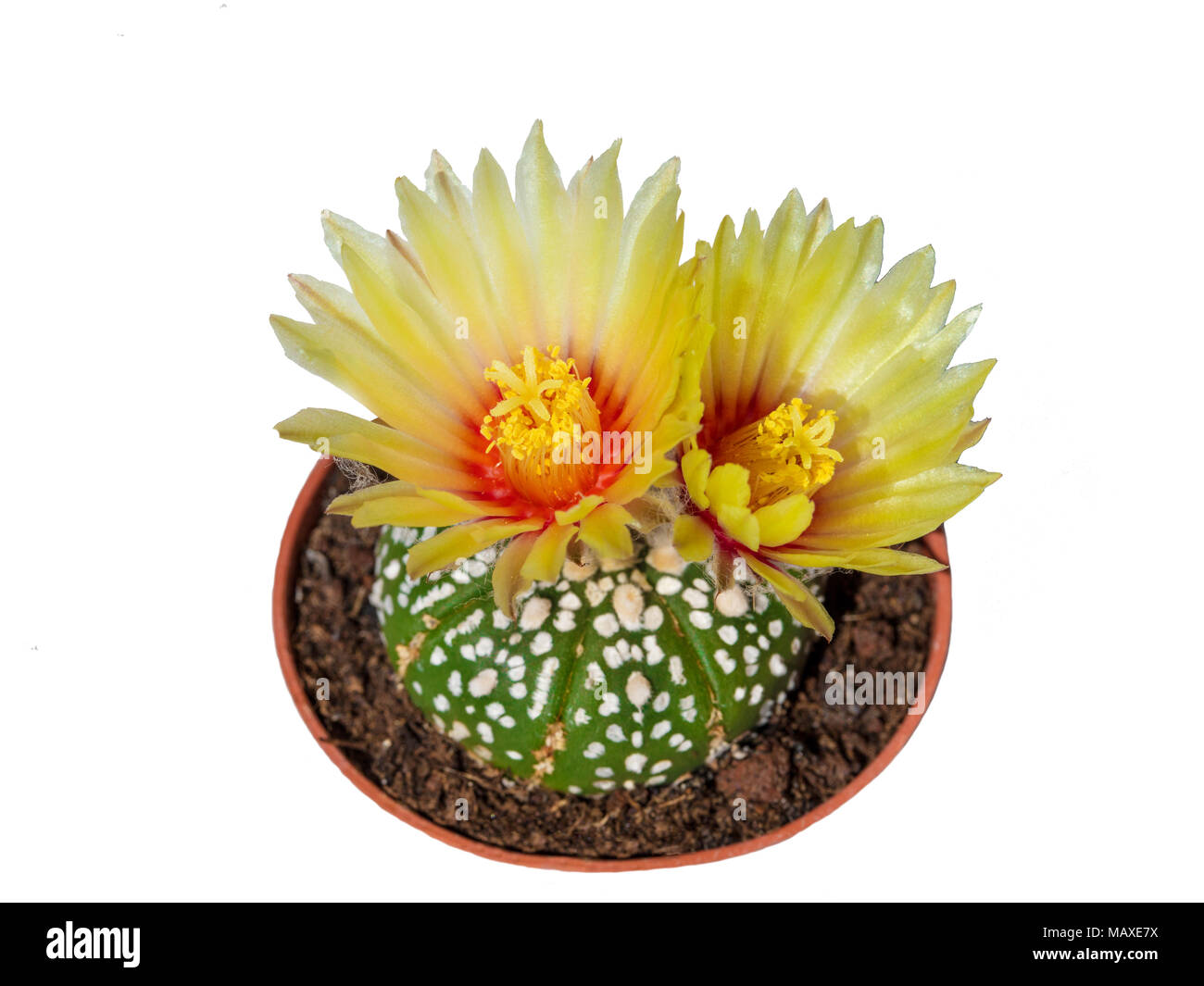 Cactus astrophytum asterias con due fiori di giallo in pentola, isolato Foto Stock