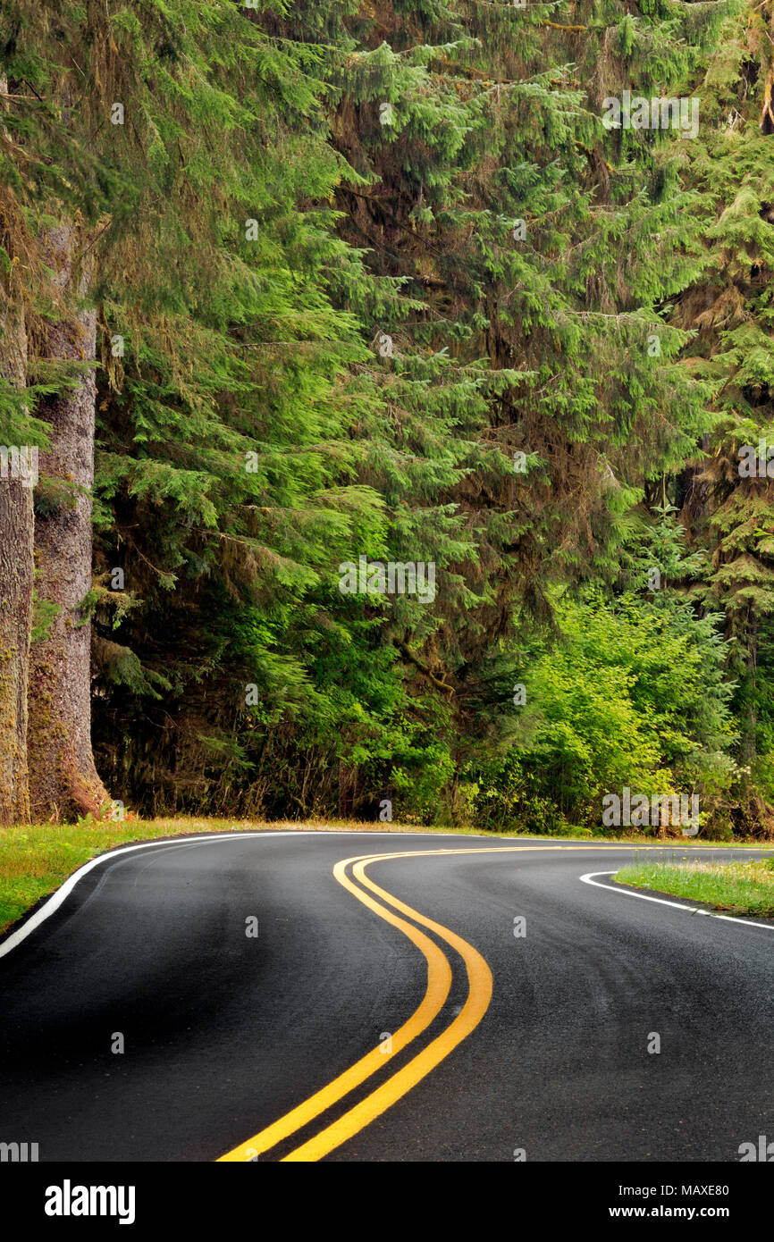 WA15013-00...WASHHINGTON - La tomaia Hoh River Road nel Parco Nazionale di Olympic. Foto Stock