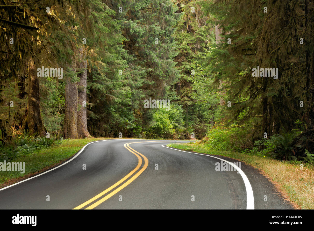 WA15014-00...WASHHINGTON - La tomaia Hoh River Road nel Parco Nazionale di Olympic. Foto Stock