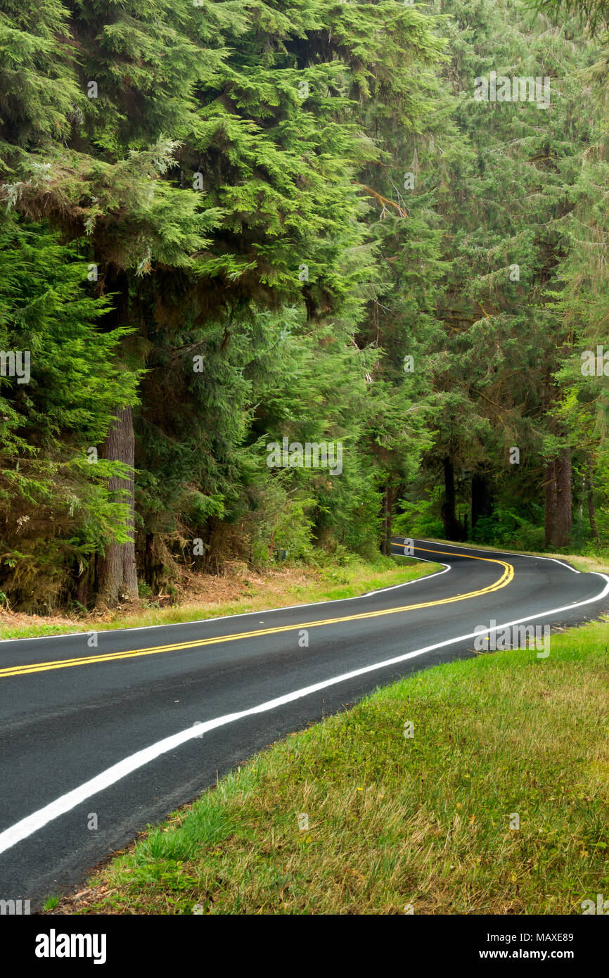 WA15015-00...WASHHINGTON - La tomaia Hoh River Road nel Parco Nazionale di Olympic. Foto Stock