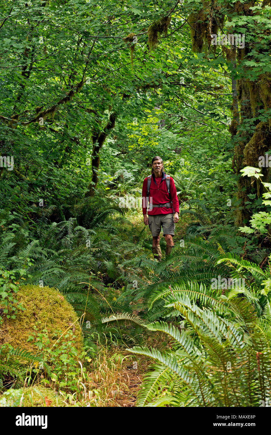 WA15018-00...WASHINGTON - escursionista sull'abbandonato North Fork Sol Duc River Trail nel Sol Duc Rain Forest area del Parco Nazionale di Olympic. Foto Stock