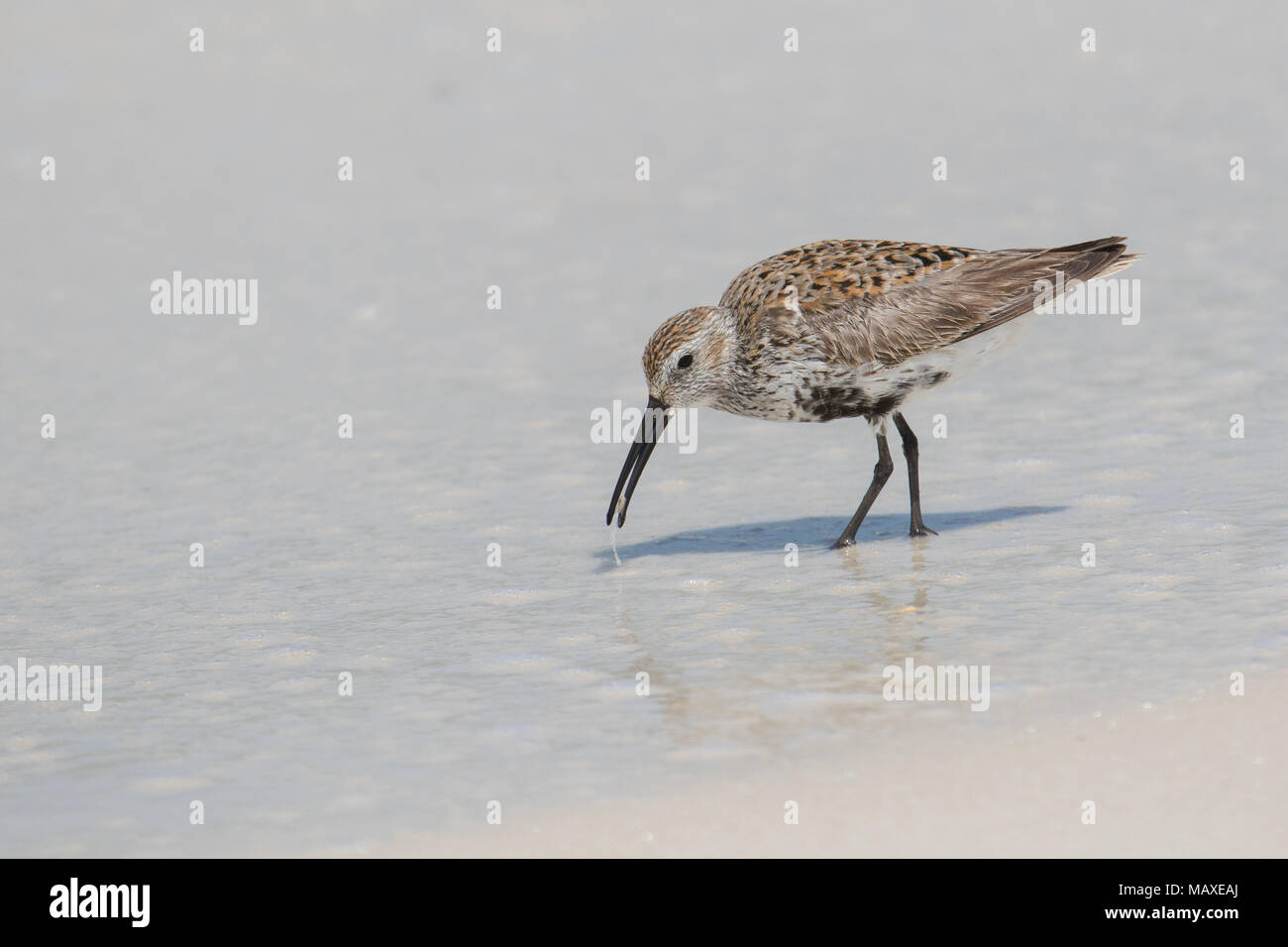 Un adulto dunlin rovistando su cozze lungo il Golfo della Florida, Stati Uniti d'America. Foto Stock