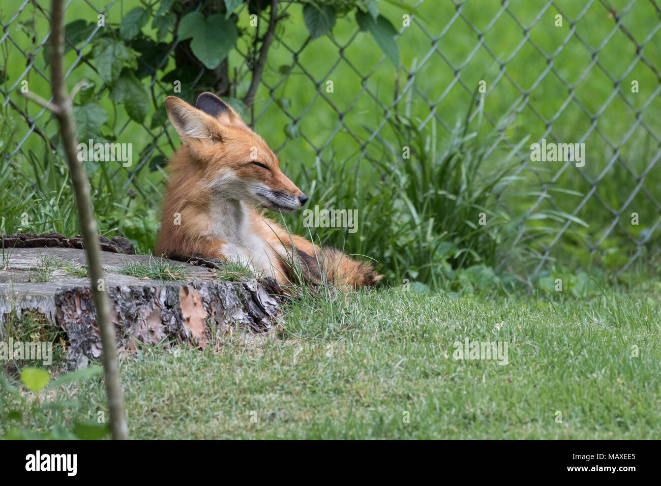 Un drowsing red fox vixen in ambiente urbano. Foto Stock