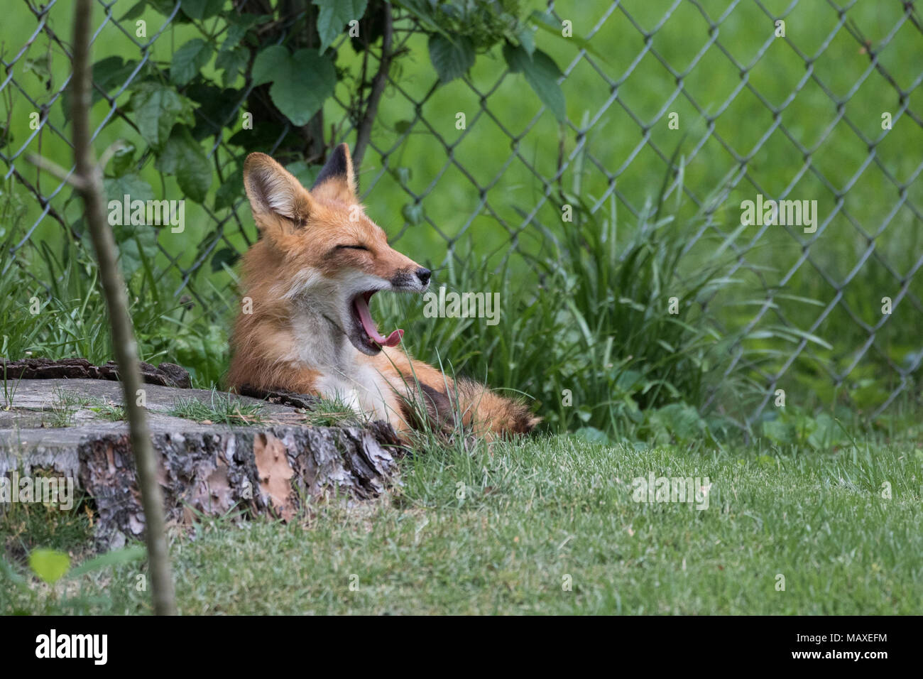 Un enorme red fox vixen in ambiente urbano. Foto Stock