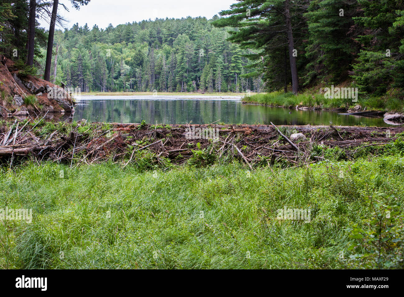 Fiume bloccato da un Beaver Dam, Algonquin Provincial Park, Ontario, Canada, Beaver Pond Trail Foto Stock