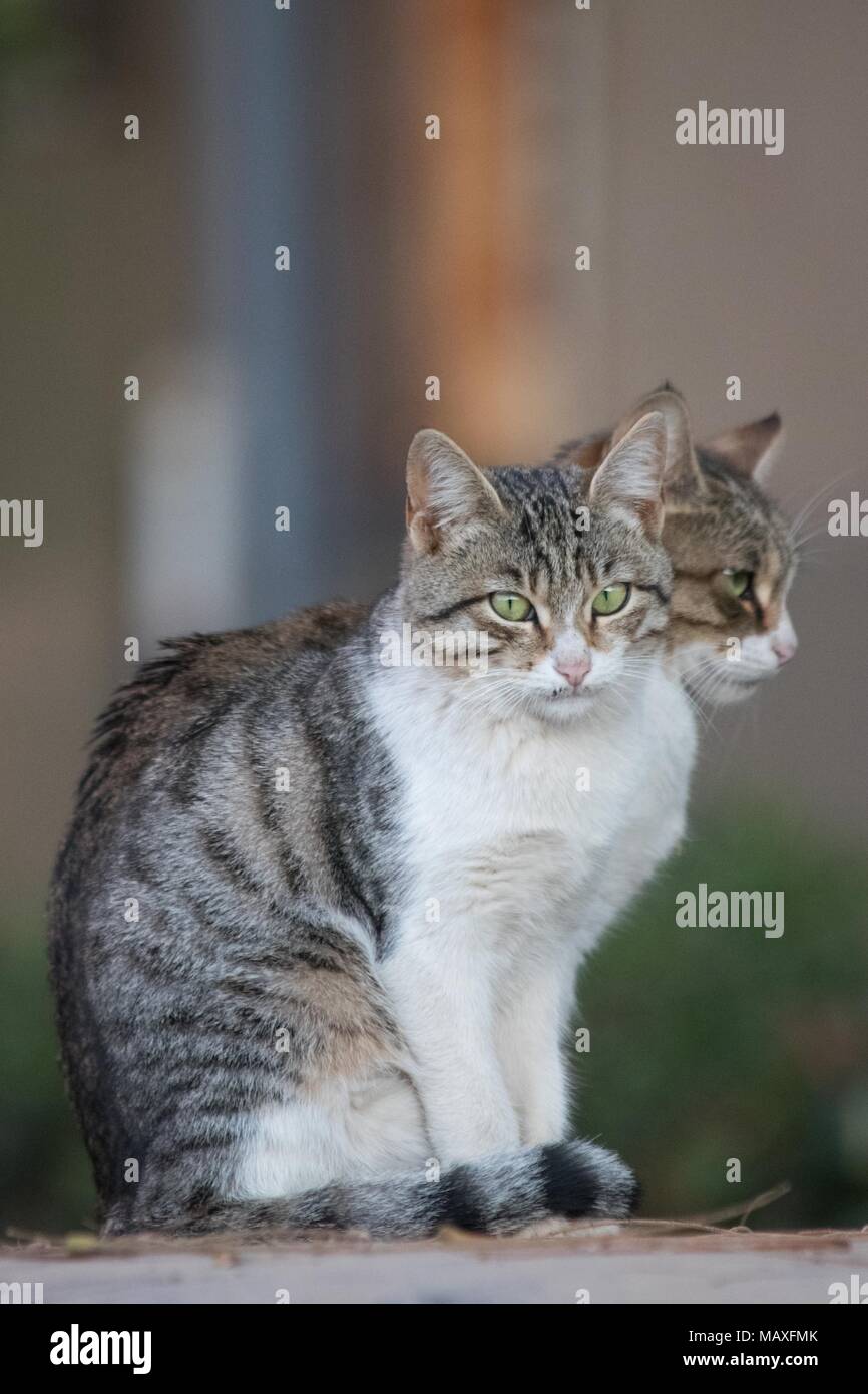 Gatti gemelli Foto Stock