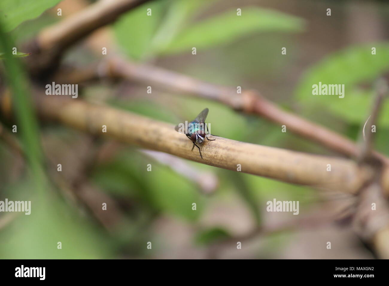 Mencoba foto macro (lalat) Foto Stock