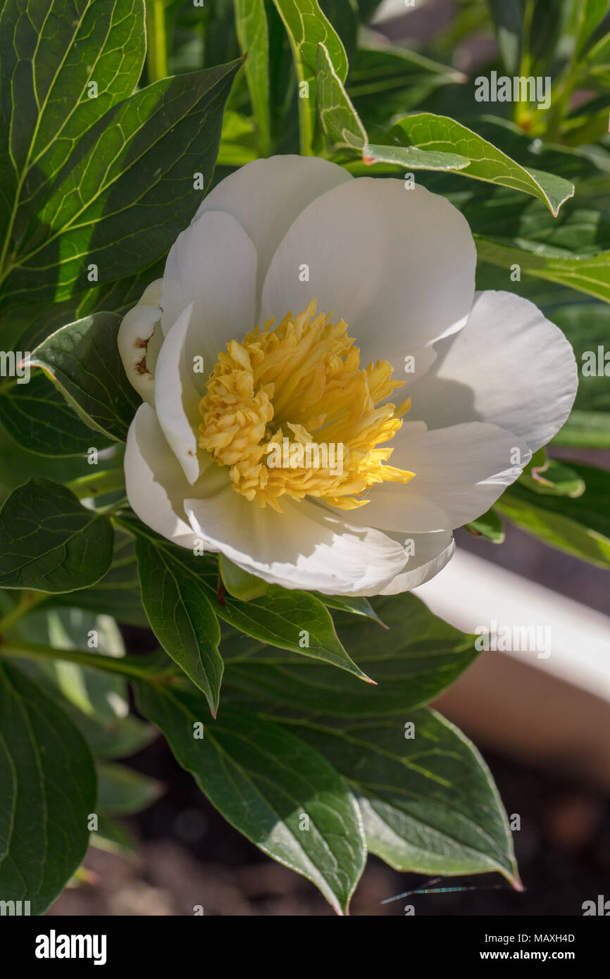 "Krinkled White' giardino comune peonia, Luktpion (Paeonia lactiflora) Foto Stock