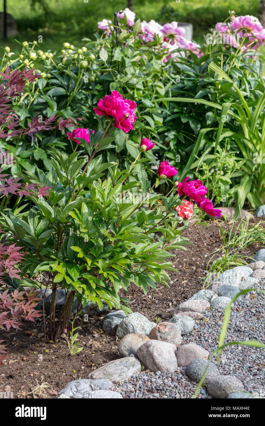 "Karl Rosenfield' giardino comune peonia, Luktpion (Paeonia lactiflora) Foto Stock