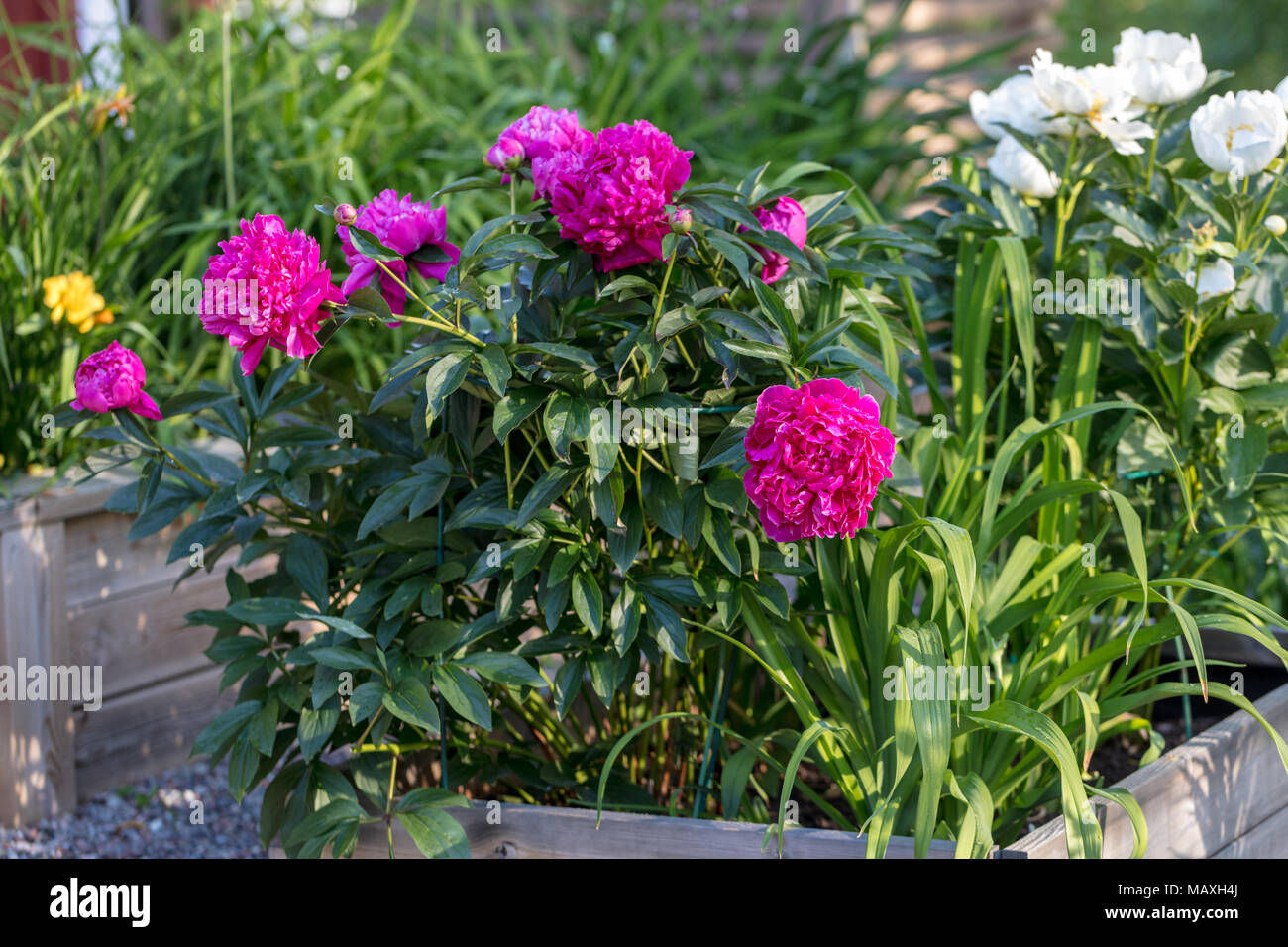 "Felix Crouss' giardino comune peonia, Luktpion (Paeonia lactiflora) Foto Stock