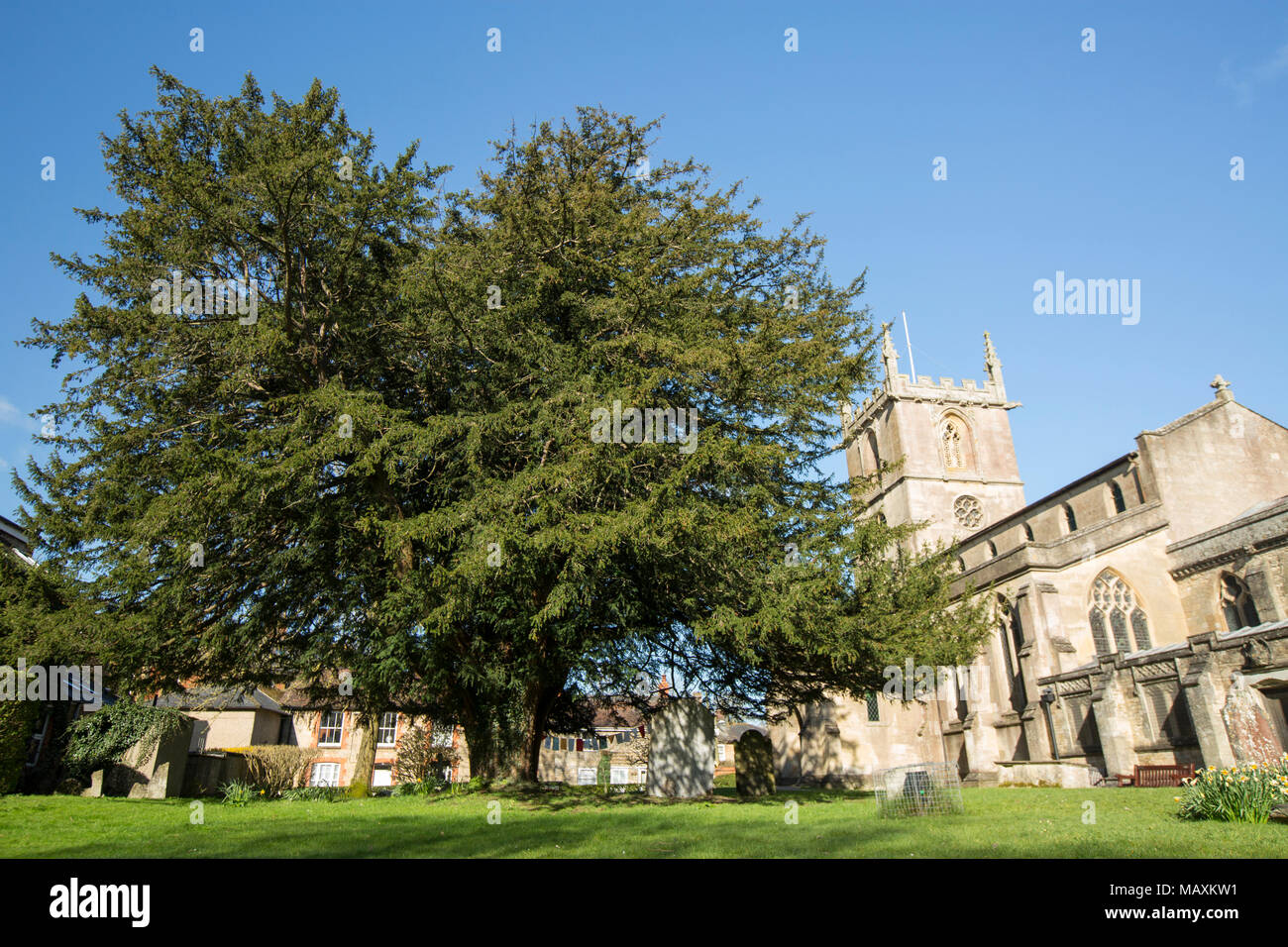 Santa Maria la Vergine Chiesa, con un grande albero di Yew nella sua motivazione Gillingham Dorset England Regno Unito Foto Stock