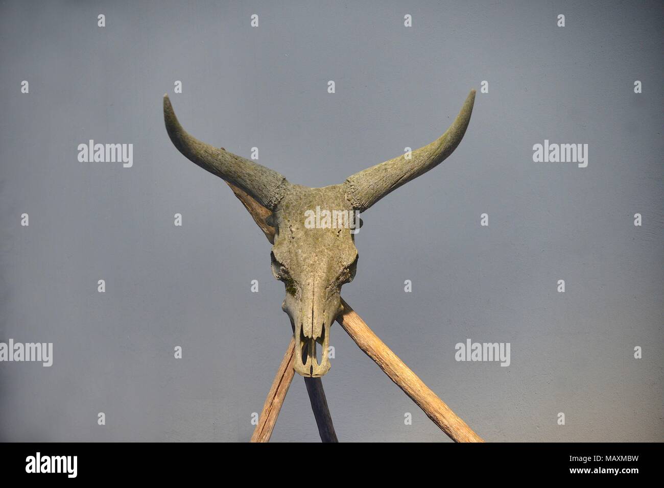 Longhorn skull su sfondo grigio Foto Stock
