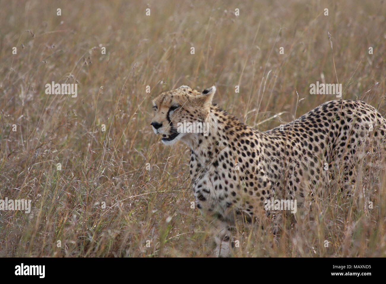 Cheetah stalking attraverso l'erba lunga Foto Stock