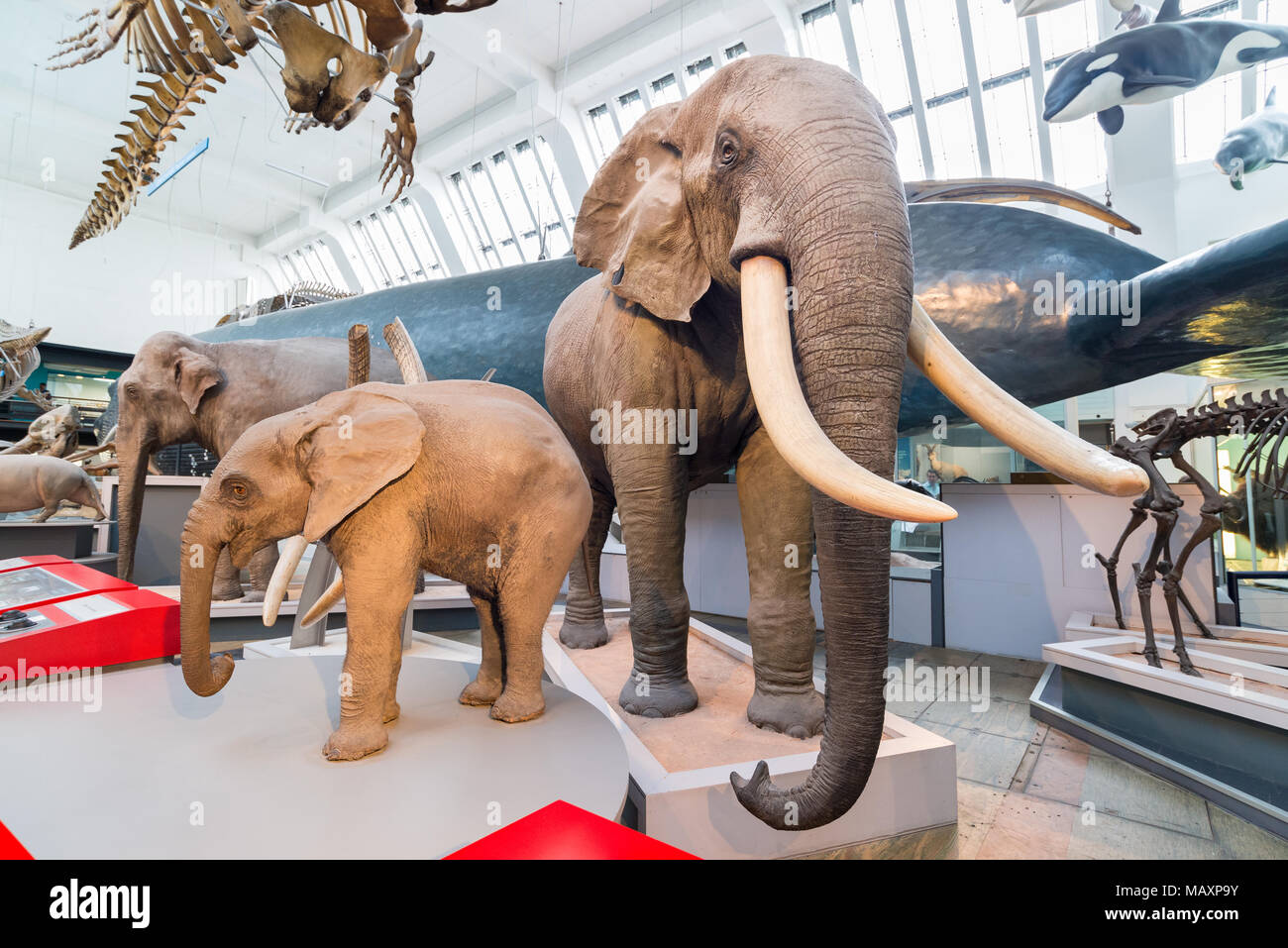 Modelli di mammiferi nel Museo di Storia Naturale di Londra, Regno Unito Foto Stock