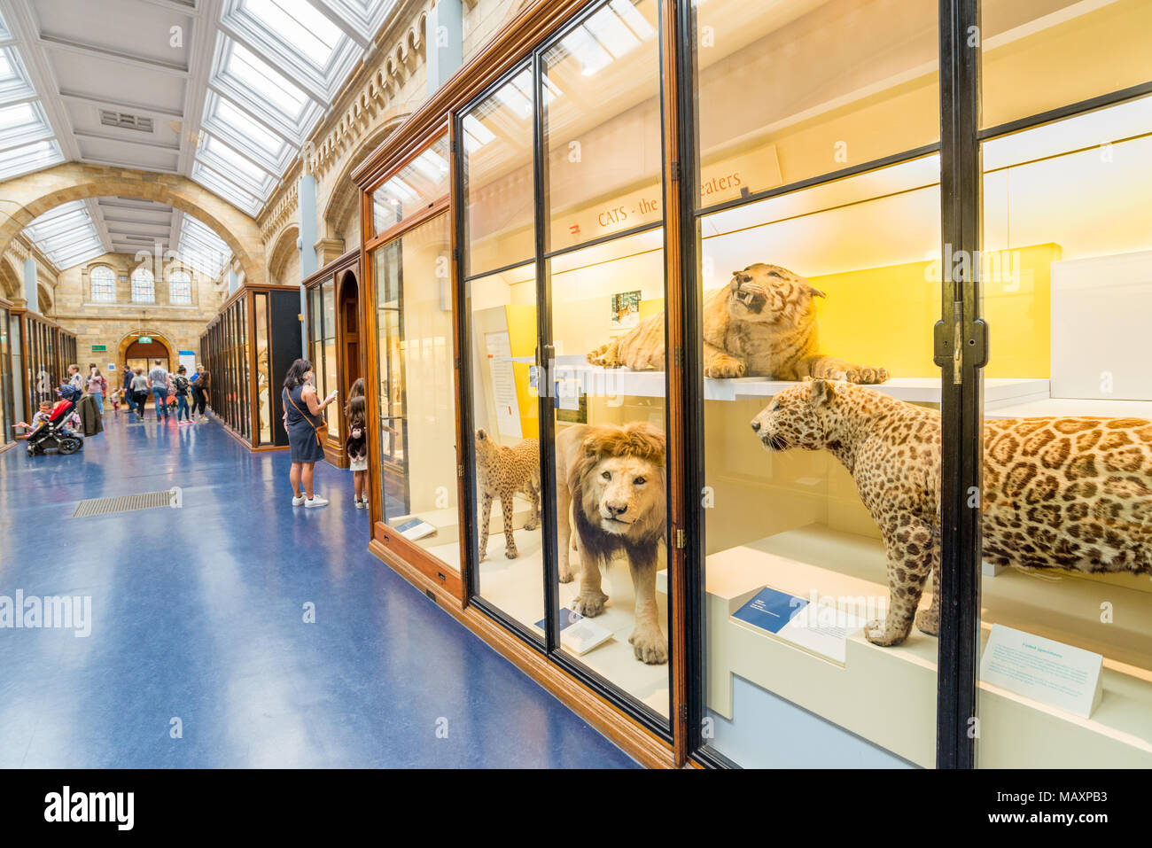 Farcite i grossi gatti presso il Museo di Storia Naturale di Londra, Regno Unito Foto Stock
