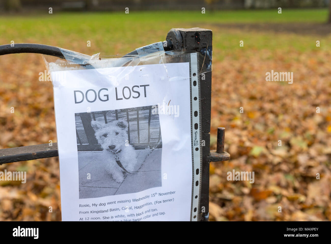 Lost Dog avviso attaccato al park di ringhiere, UK, Londra Foto Stock
