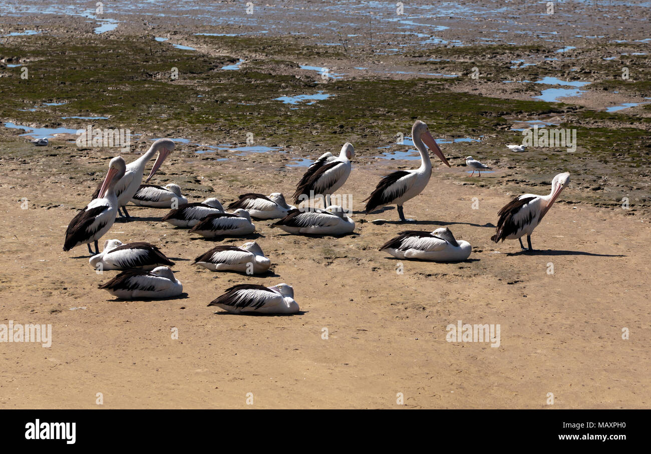 Un gruppo di pellicani australiano ensoleillement stessi sulla spiaggia a Cairns, Queensland, Australia Foto Stock