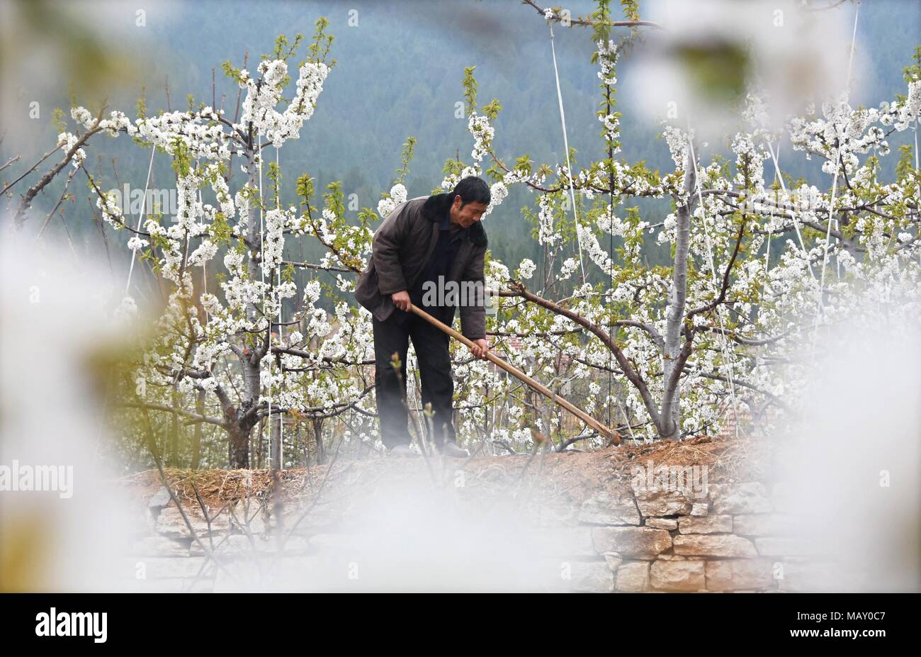 (180405) -- ZIBO, 5 aprile 2018 (Xinhua) -- un agricoltore fertilizzano l'albero da frutto presso il campo nel villaggio di Xibeima della città di Zibo, est della Cina di Provincia di Shandong, 5 aprile 2018.(Xinhua/Zhao Dongshan) (Ry) Foto Stock