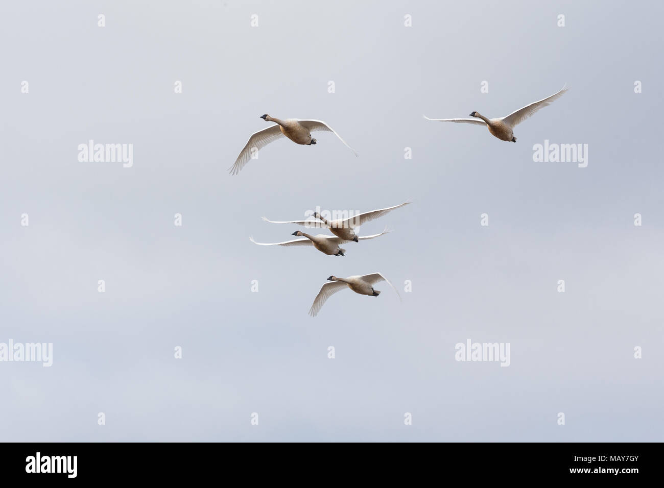 Flying Trumpeter swan migrazione in BC Canada Foto Stock