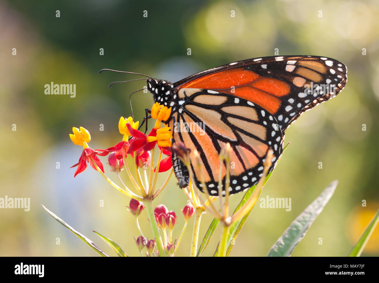 Farfalla monarca alimentazione su un giallo e rosso fiore Milkweed Foto Stock
