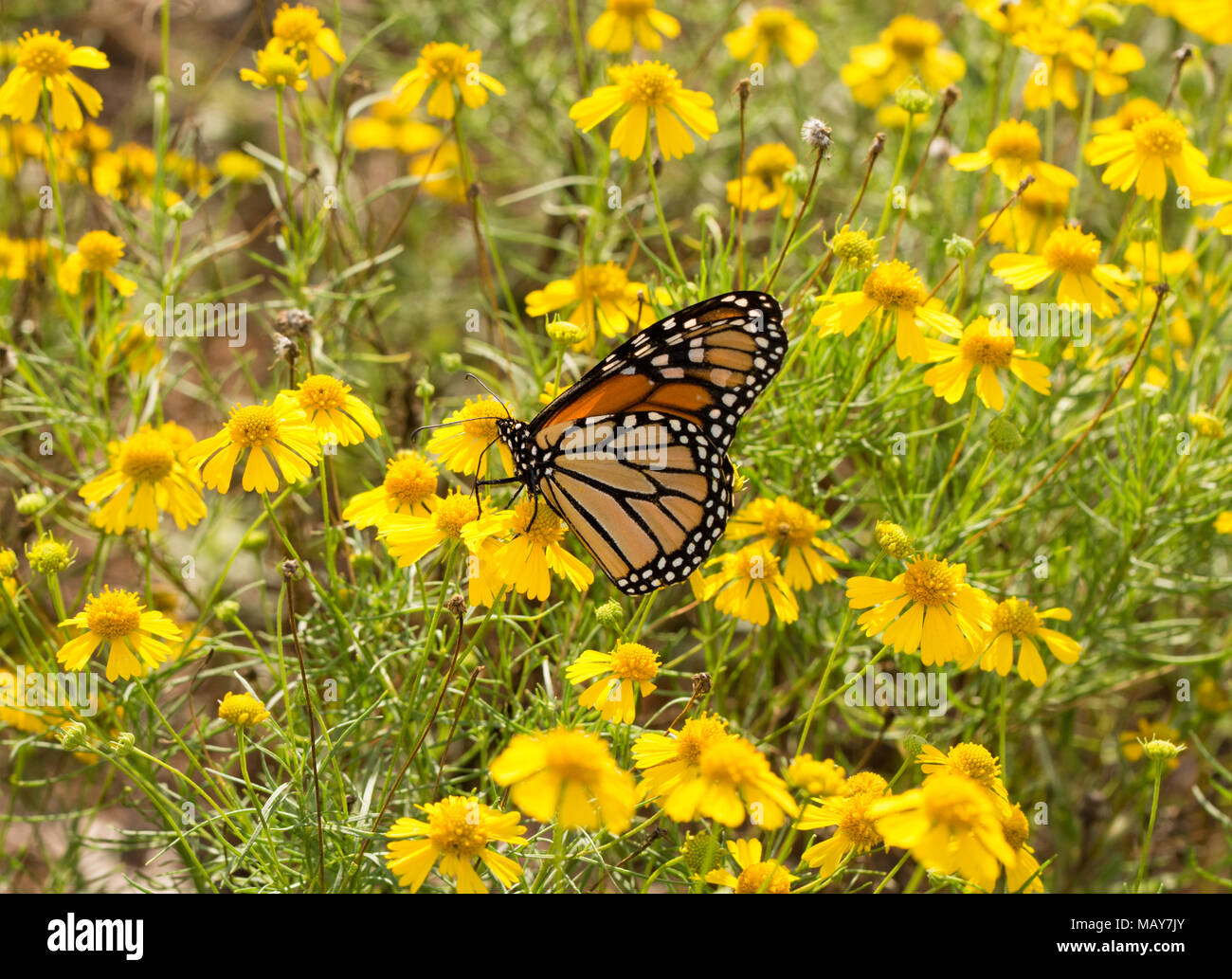 La migrazione di farfalla monarca alimentazione su fiori in un campo di colore giallo brillante Sneezeweed Foto Stock