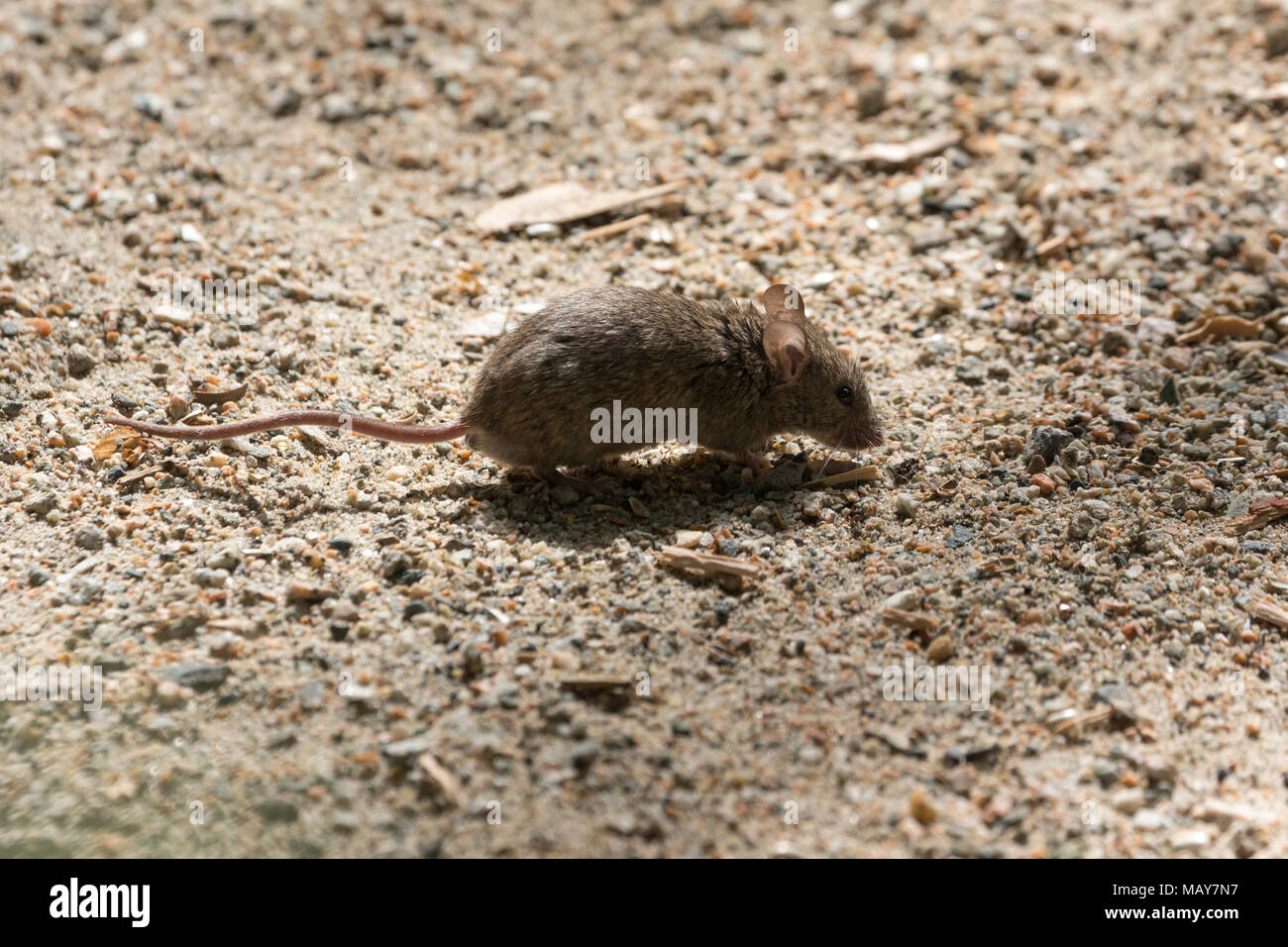 Una casa marrone topo a BC Canada Foto Stock